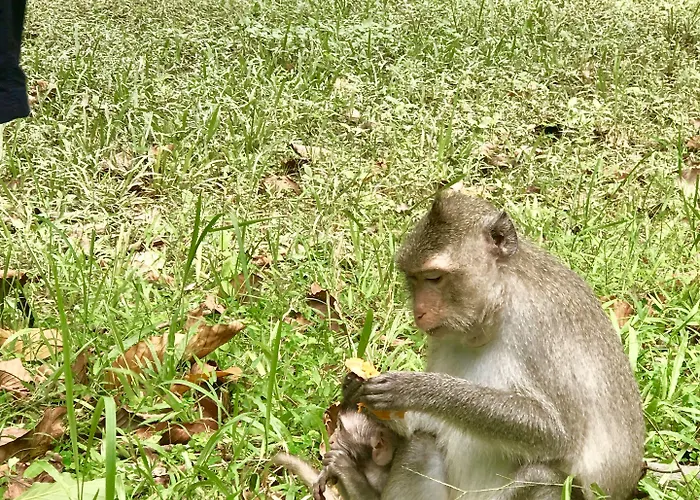 Anantara Angkor